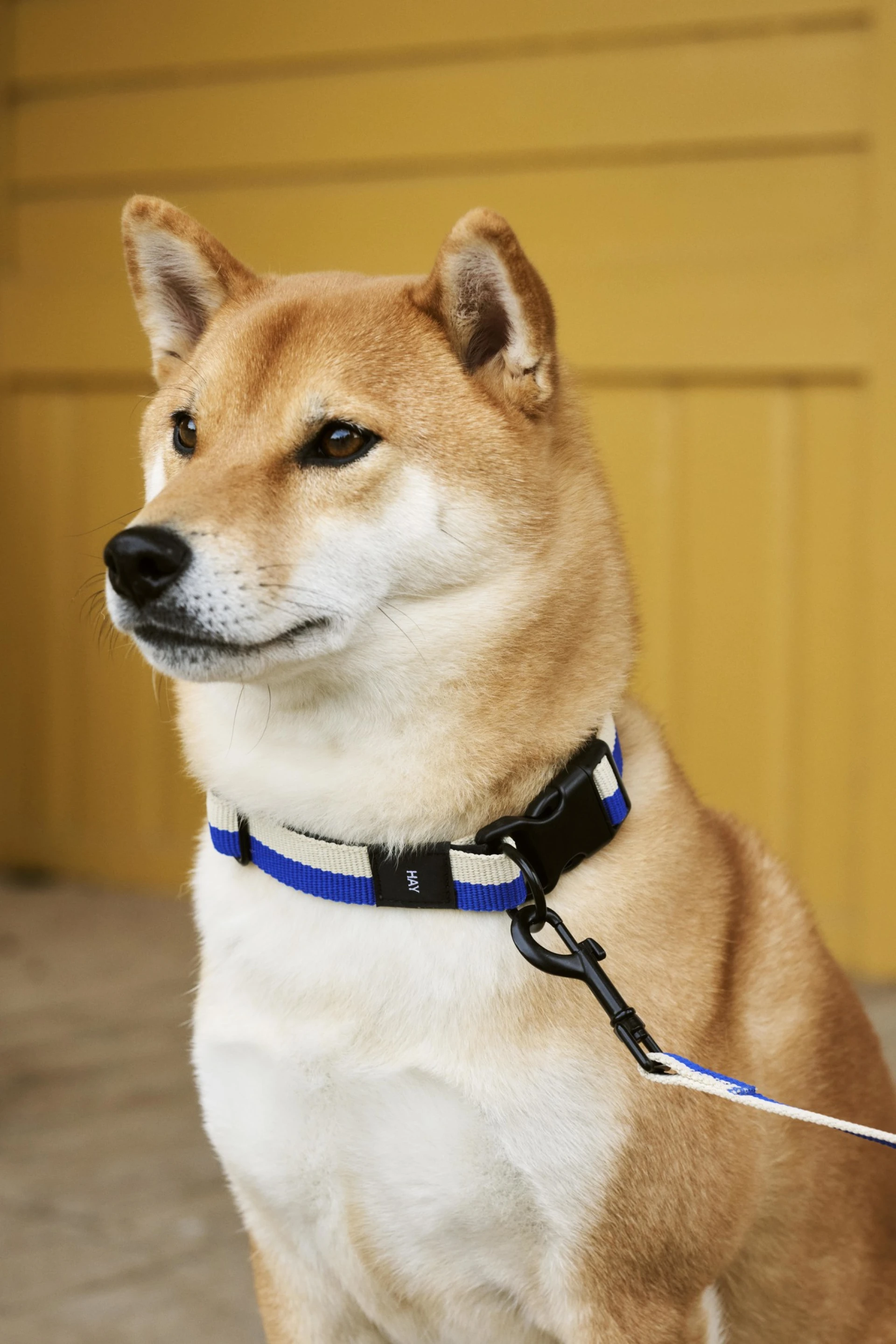 HAY Dogs Collar Flat M/L Blue, off-white