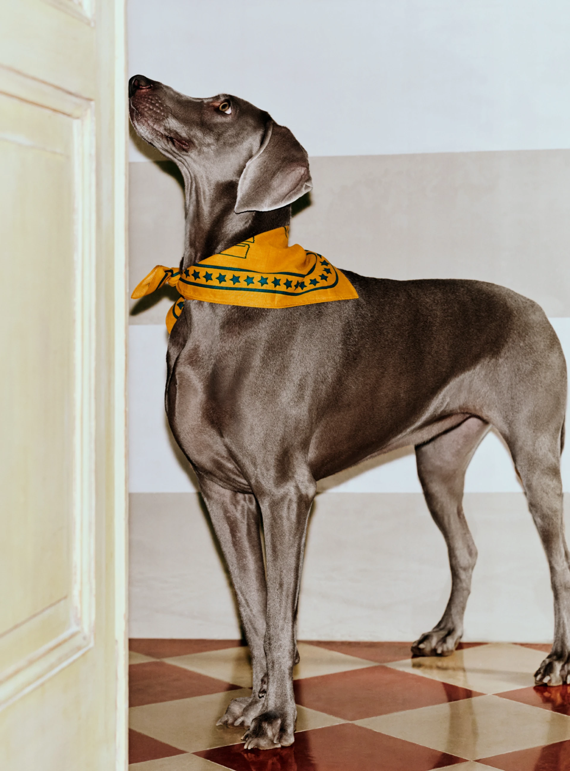 HAY Dogs Scarf 55 x 55 Ochre