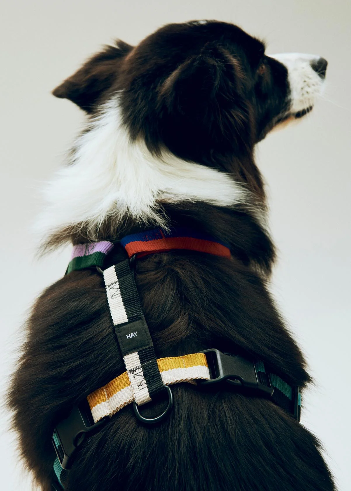 HAY Dogs Harness Medium Multi colour