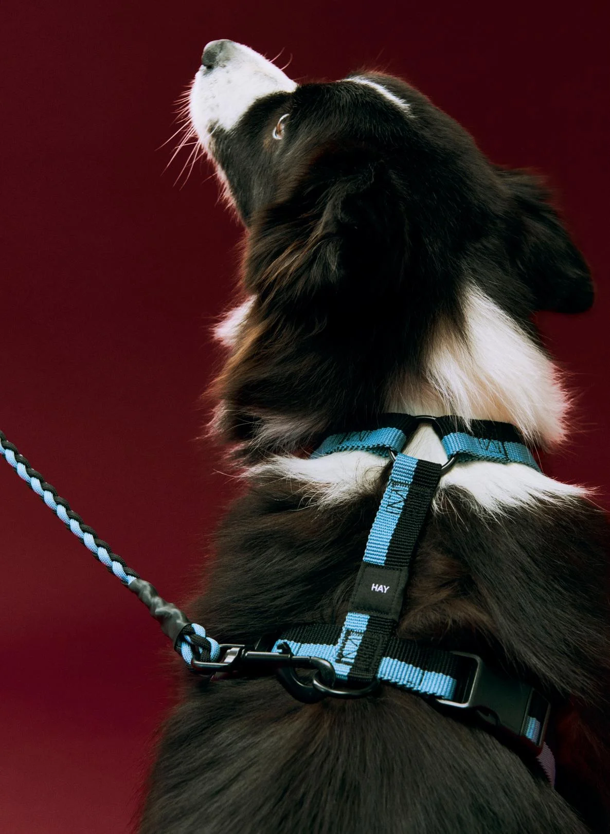 HAY Dogs Harness Medium Blue, black