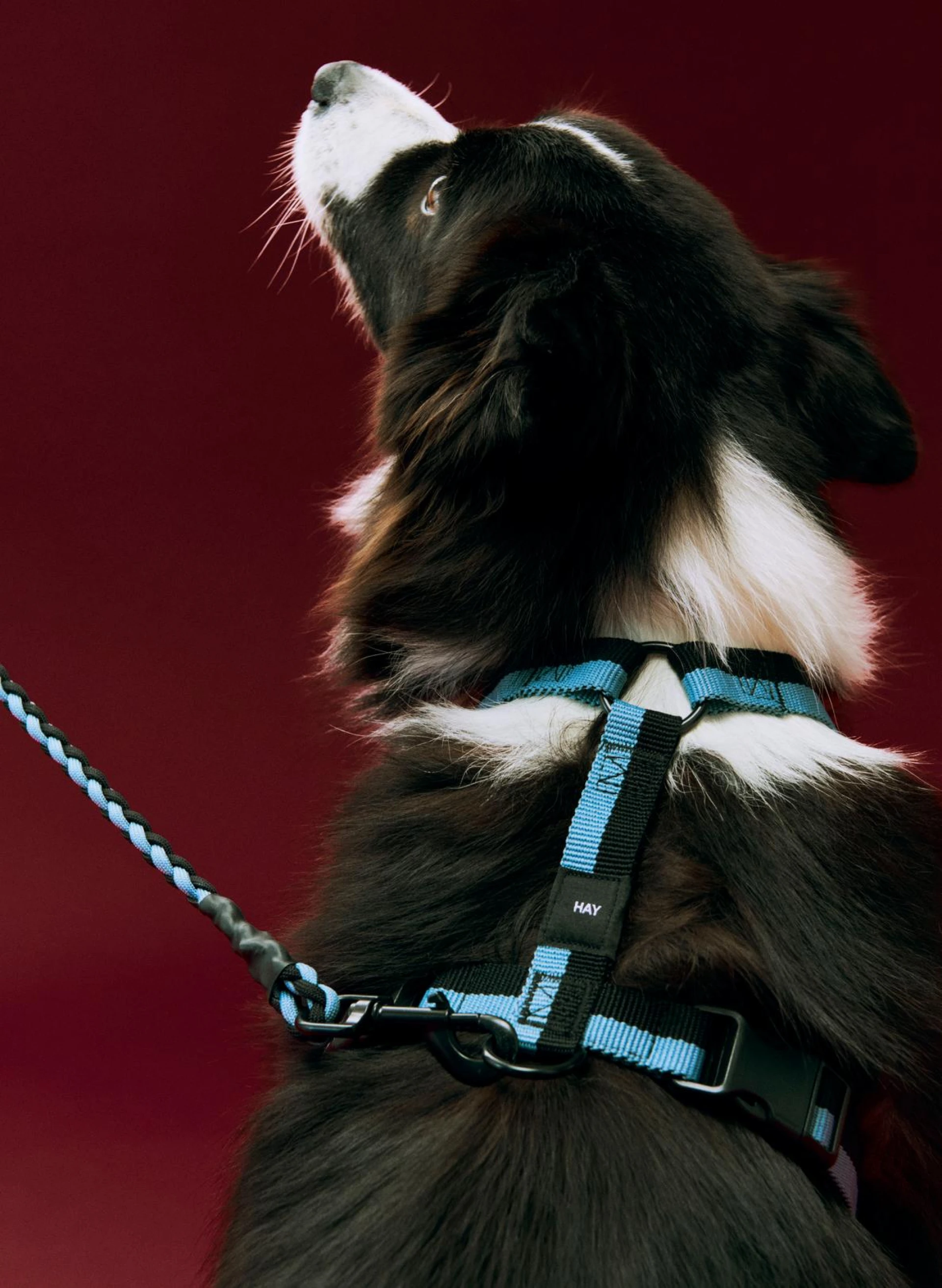 HAY Dogs Leash Braided Adjustable M/L Blue, black