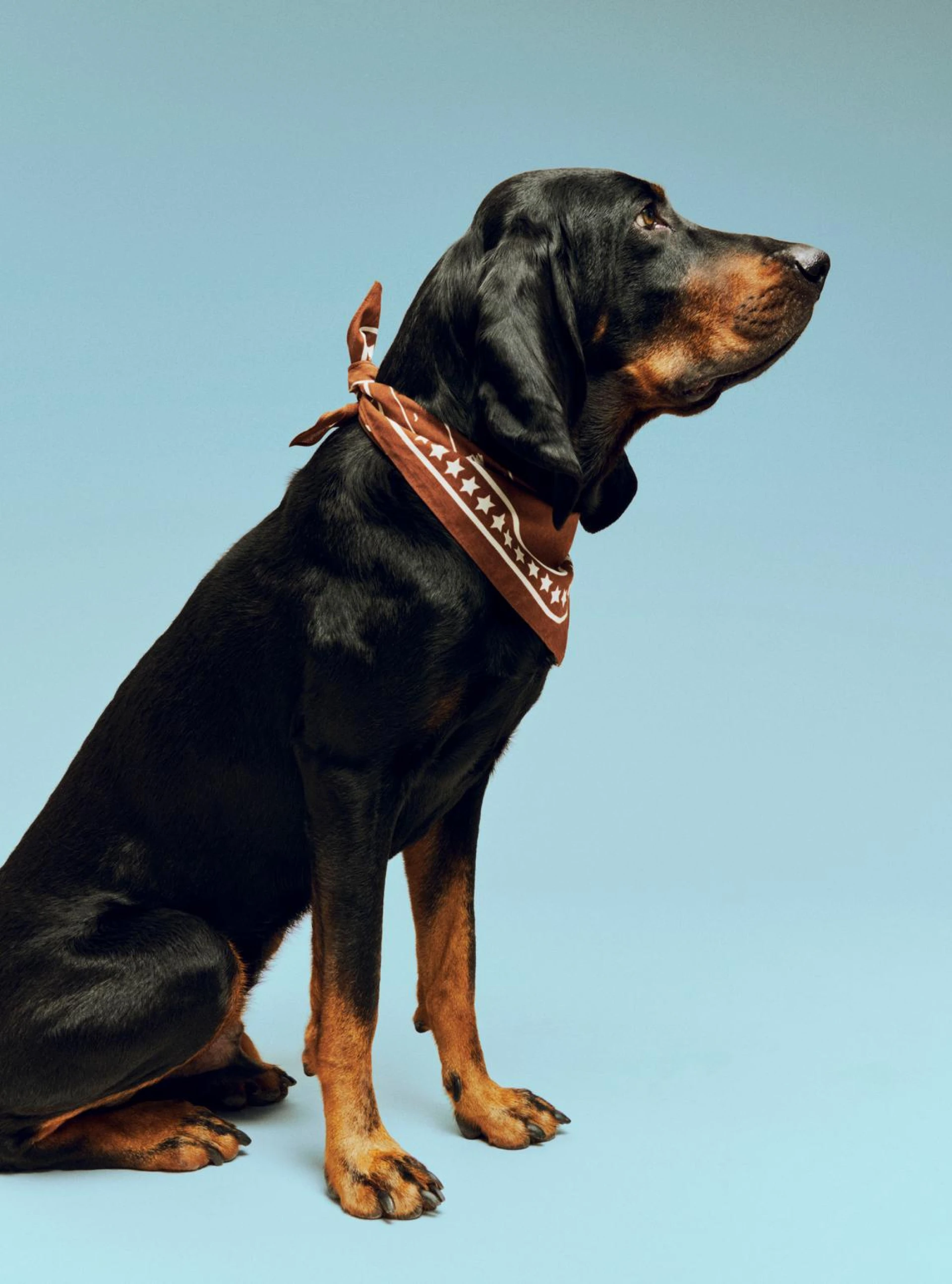 HAY Dogs Scarf (Recycled) 55 x 55 Brown