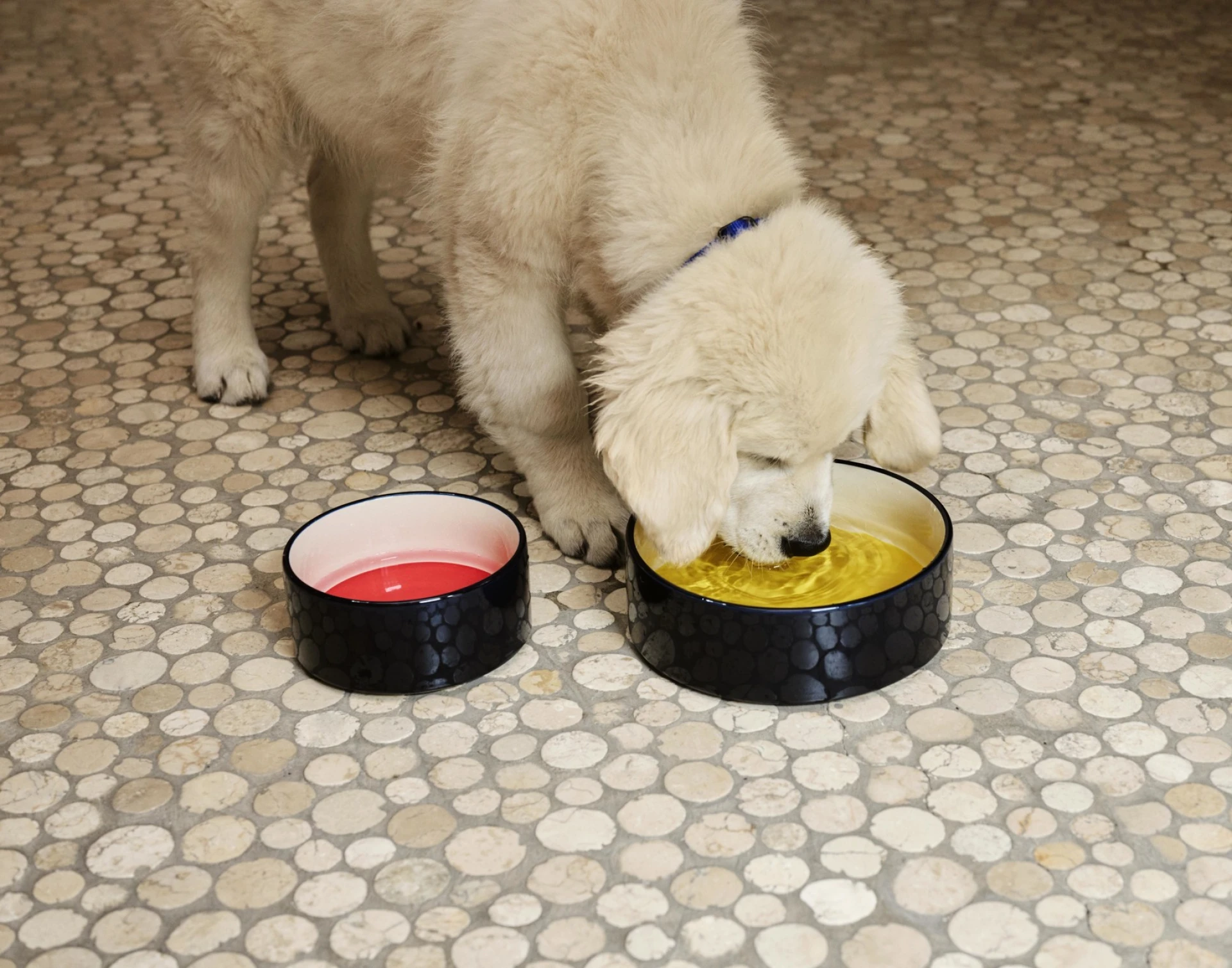 HAY Dogs Bowl Small Red, blue