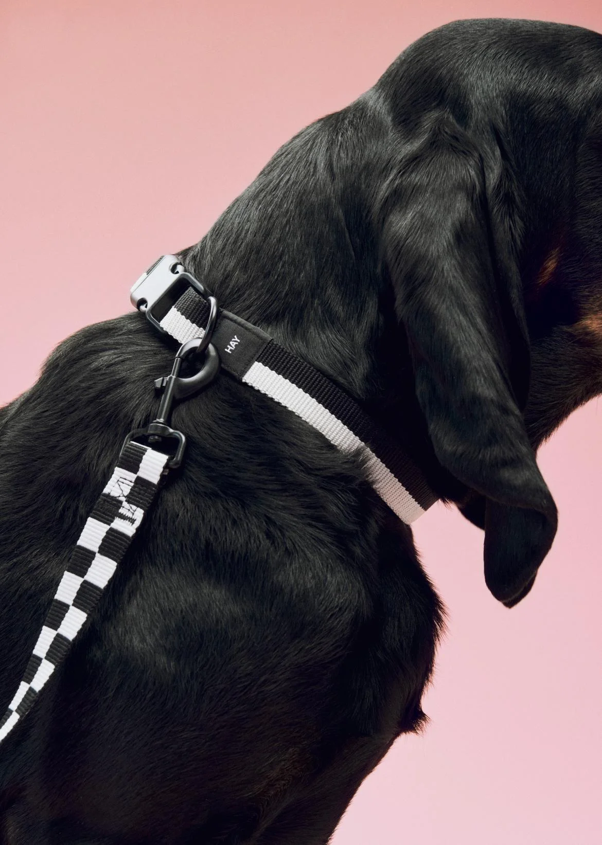 HAY Dogs Collar Flat M/L Black, white