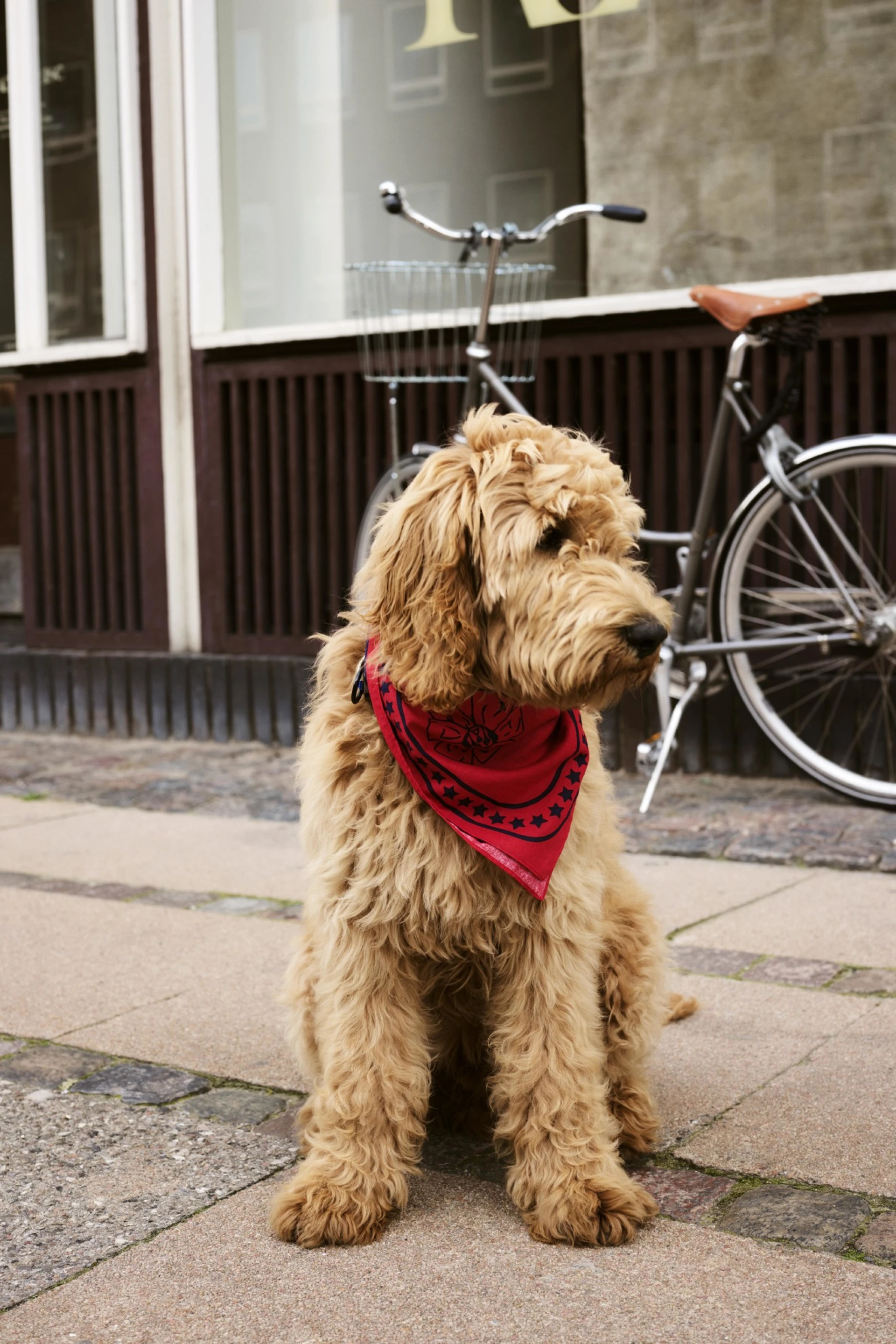 HAY Dogs Scarf 55 x 55 Red