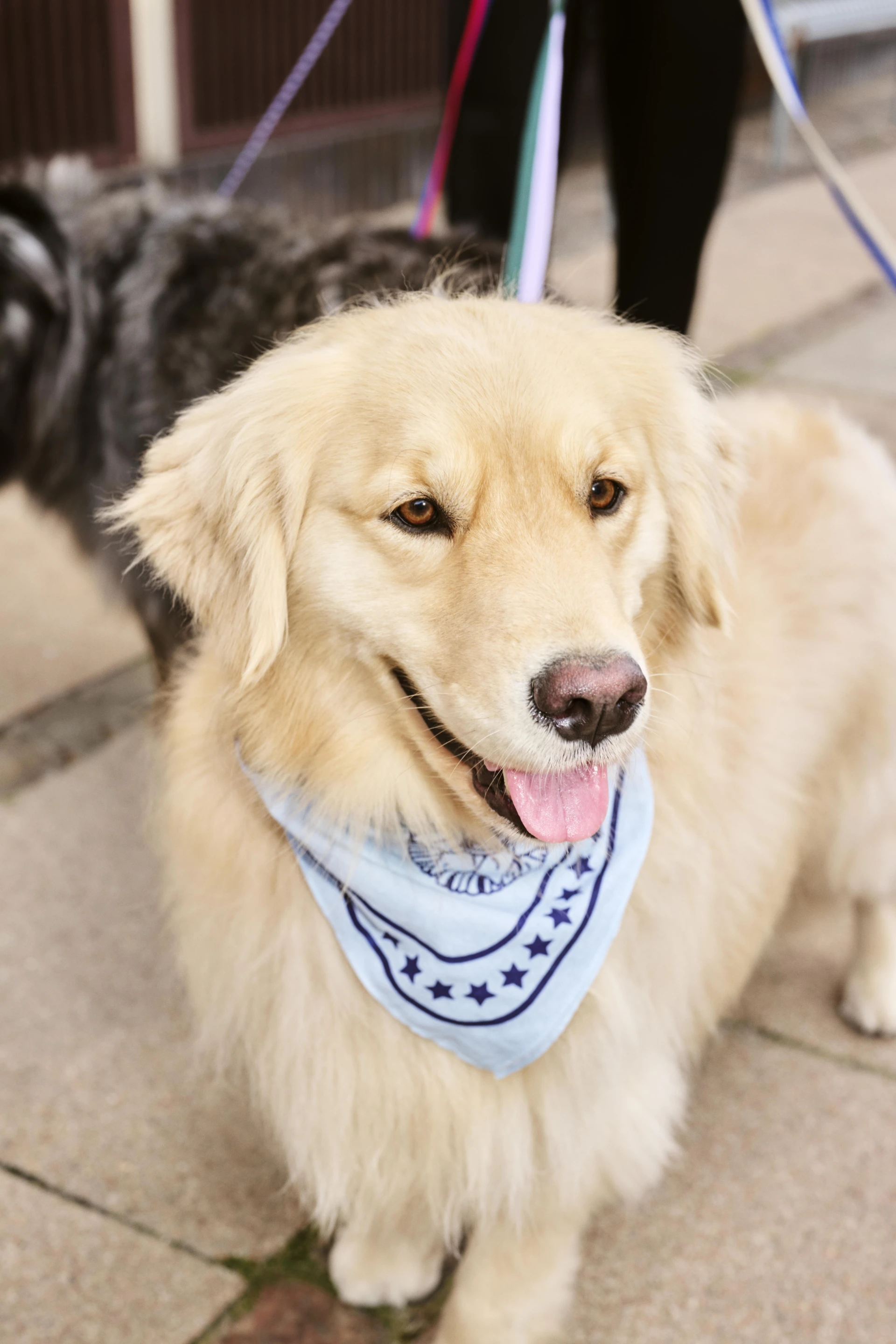 HAY Dogs Scarf 55 x 55 Light blue