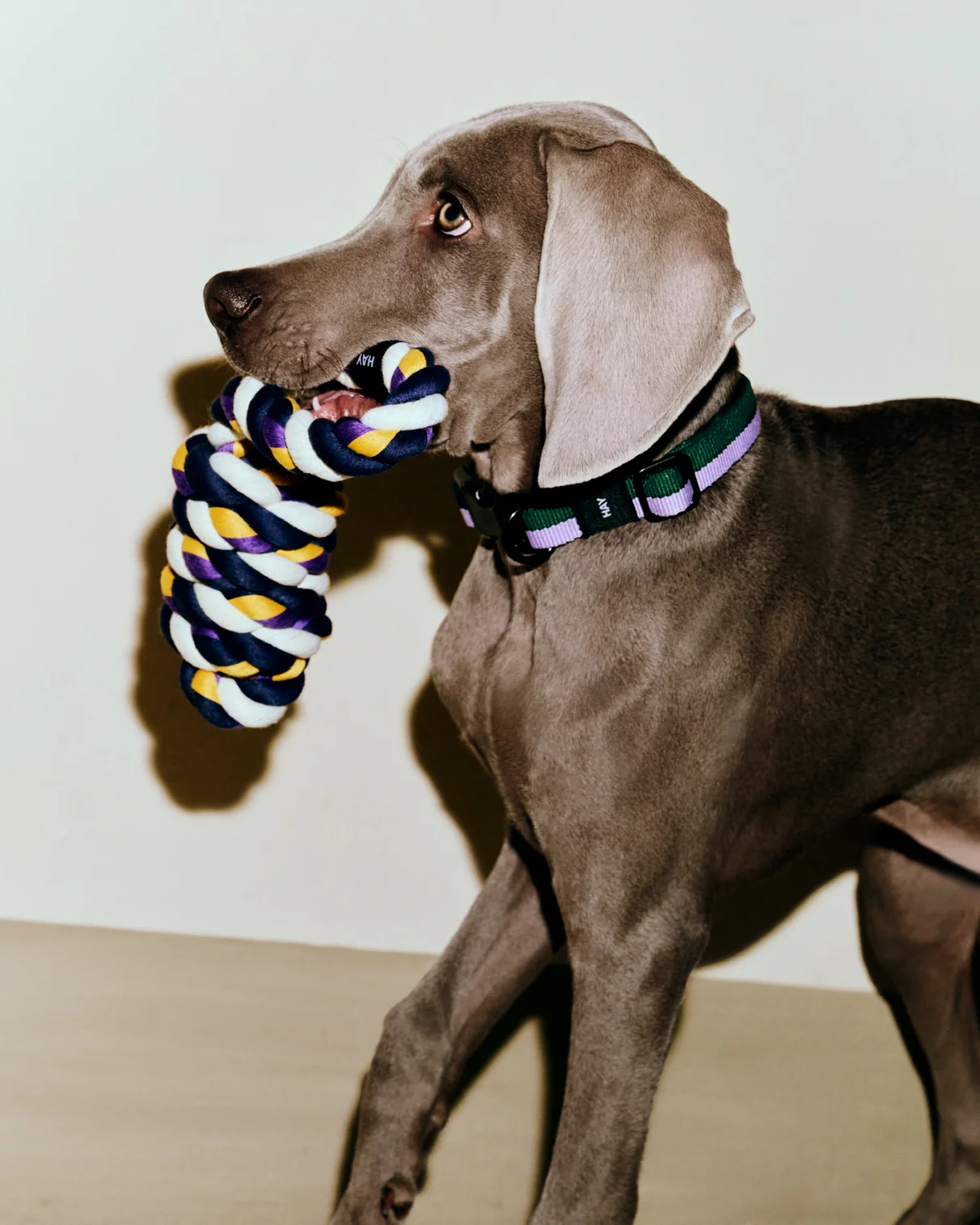 HAY Dogs Rope Toy Blue, purple, ochre