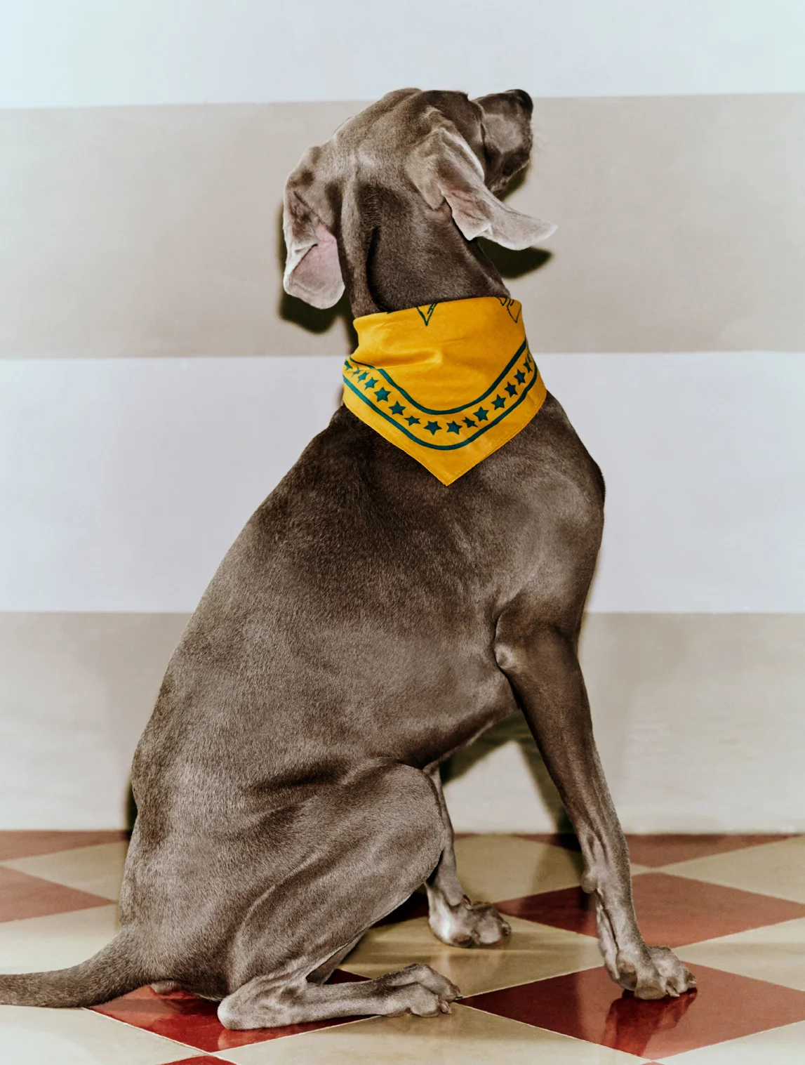 HAY Dogs Scarf 55 x 55 Ochre