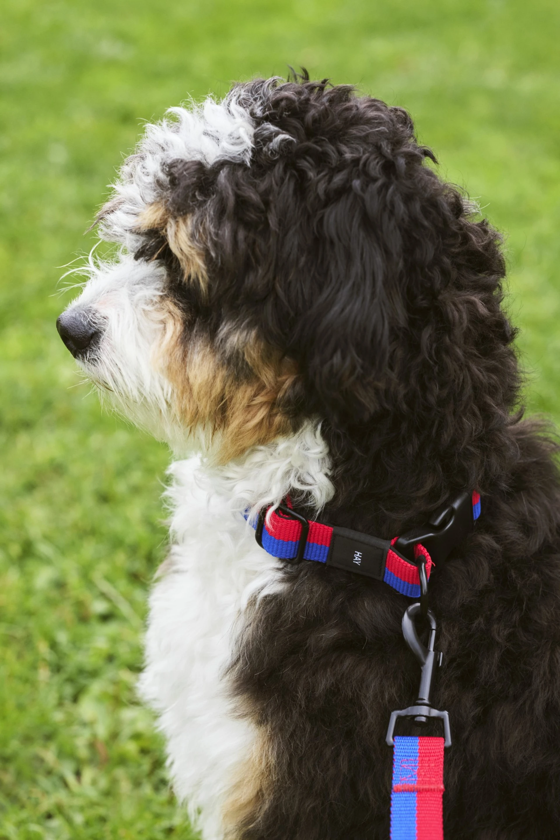 HAY Dogs Collar Flat M/L Red, blue
