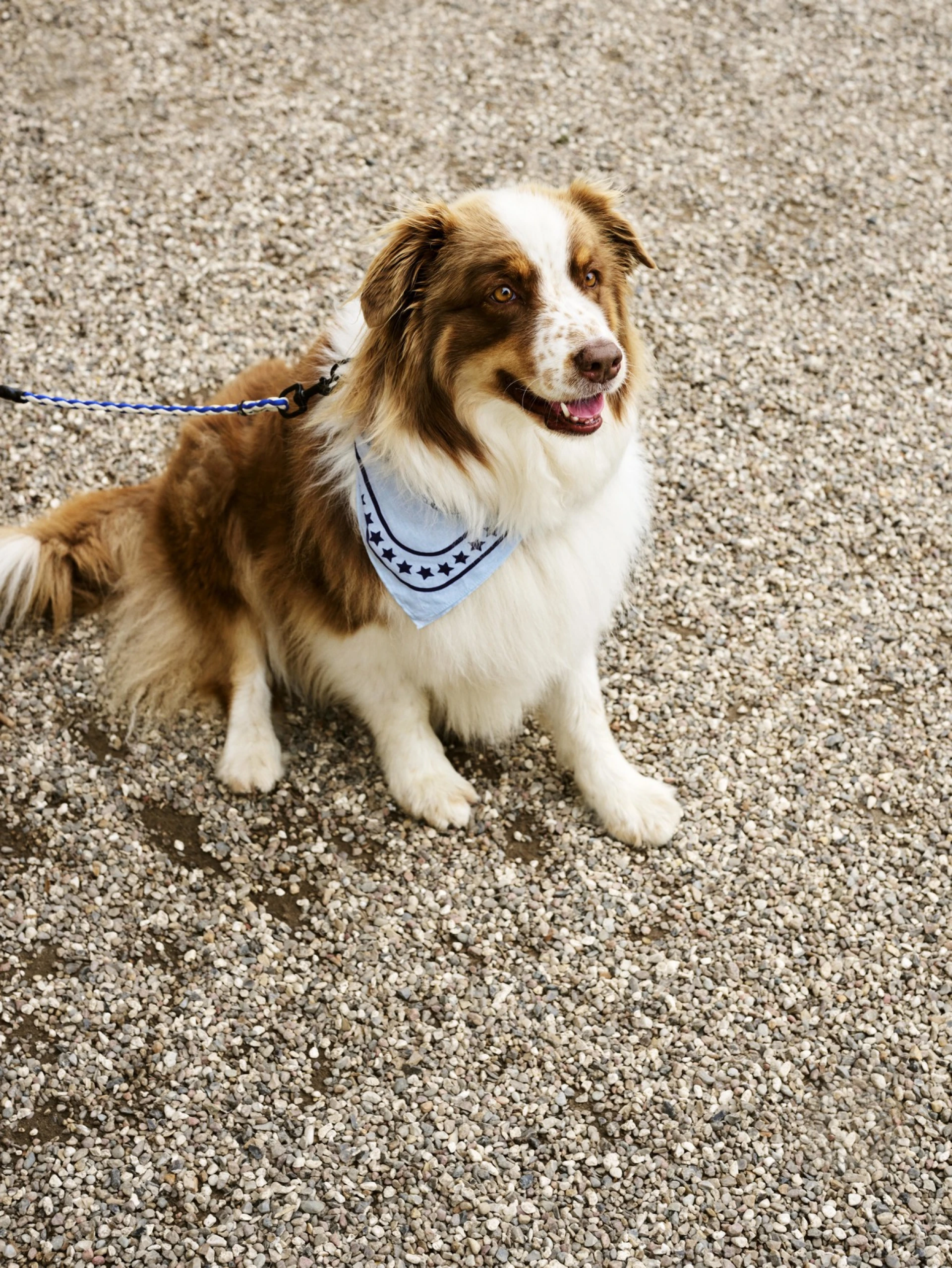 HAY Dogs Scarf 55 x 55 Light blue