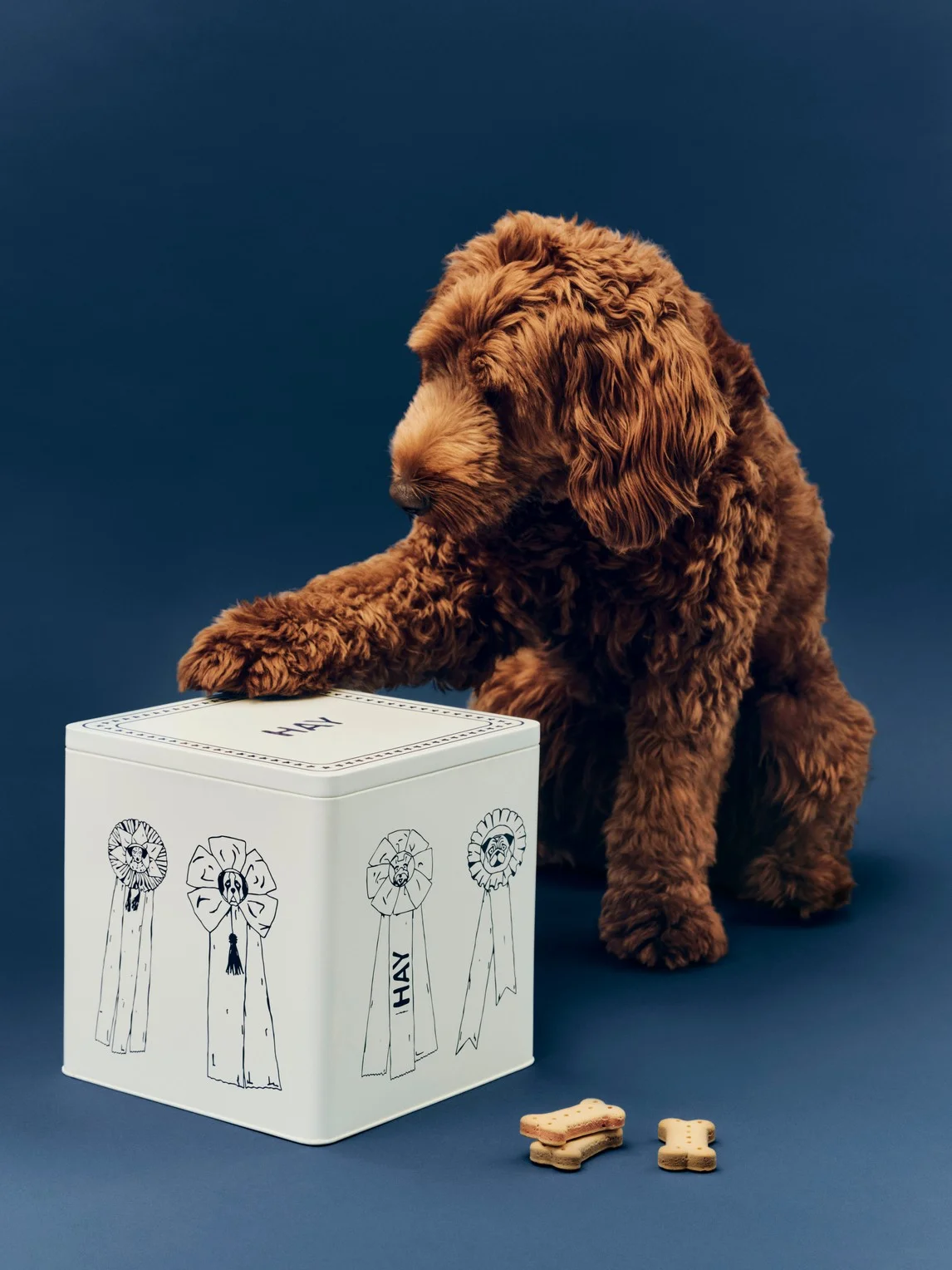 HAY Dogs Tin Large Blue and white