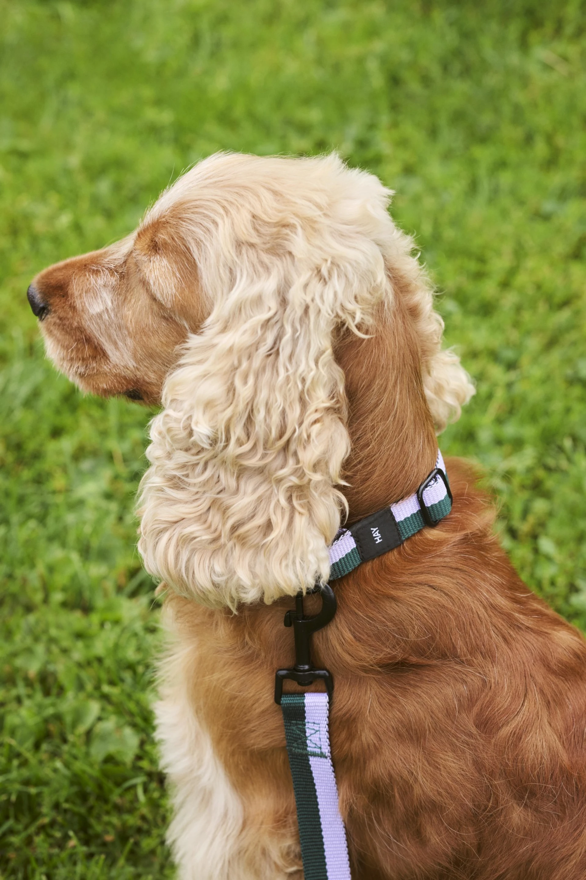 HAY Dogs Collar Flat M/L Lavender, green