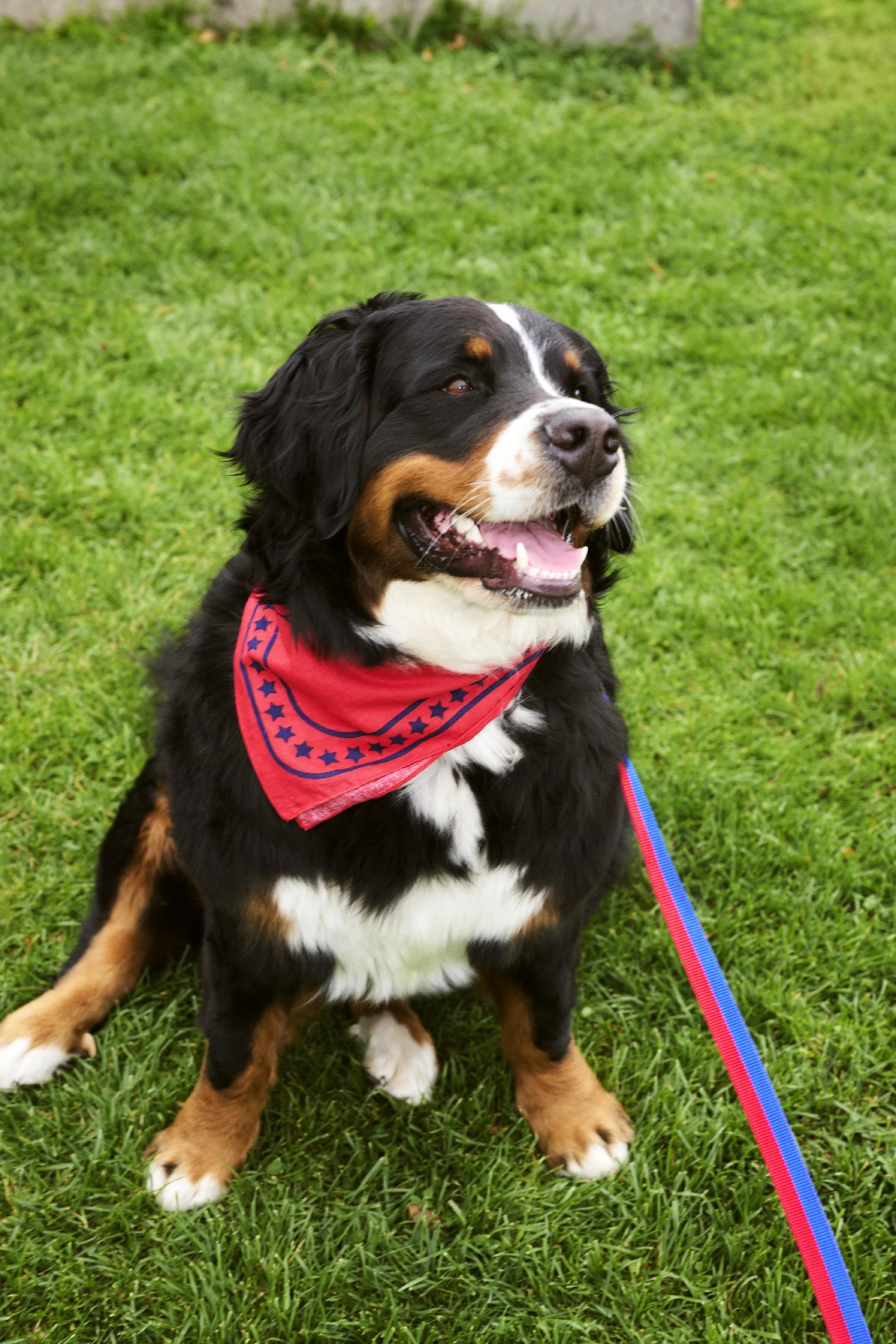 HAY Dogs Scarf 55 x 55 Red