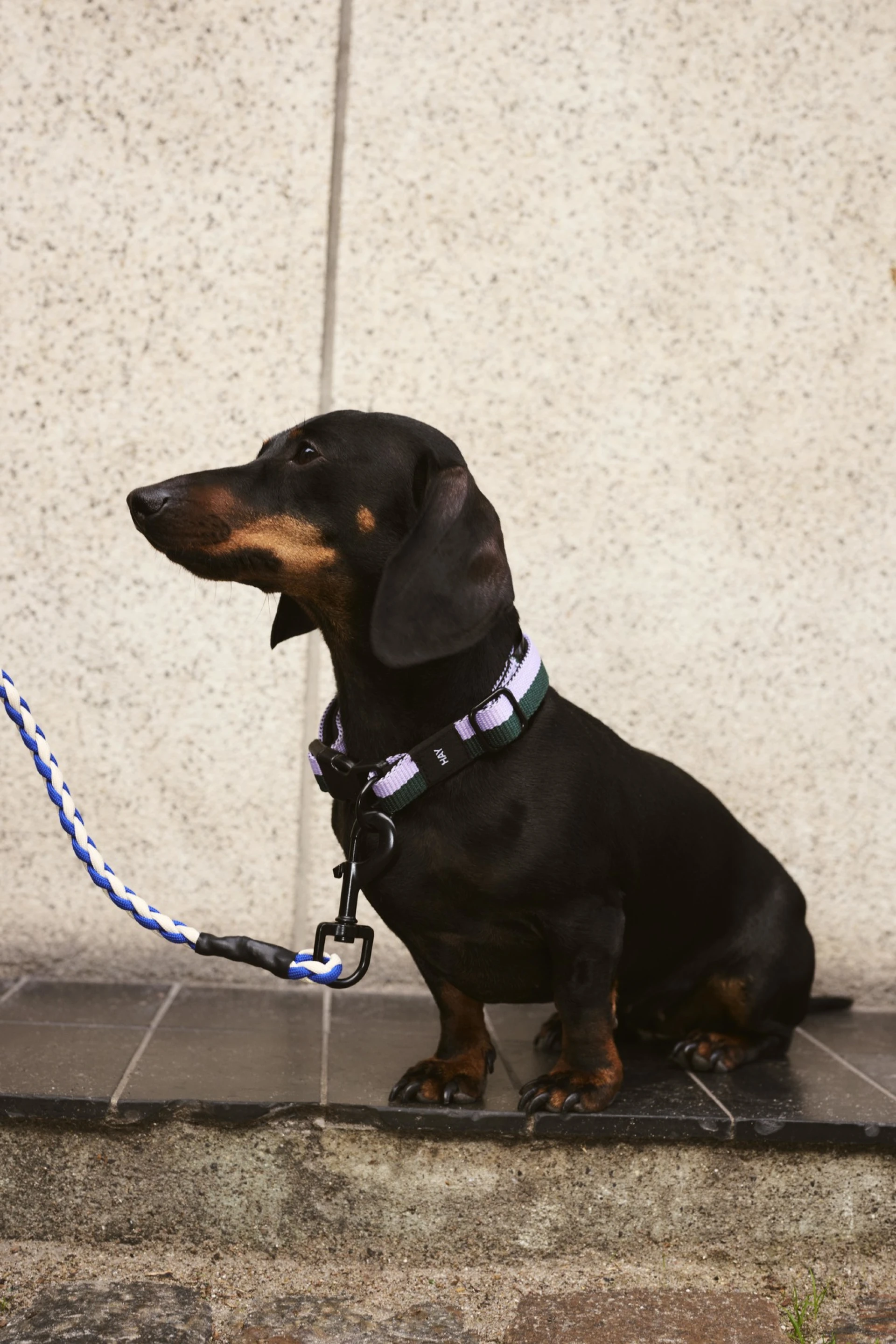 HAY Dogs Leash Braided Lavender, green