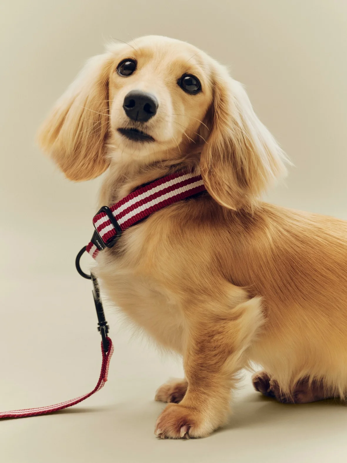 HAY Dogs Leash Flat S/M Red and white stripe