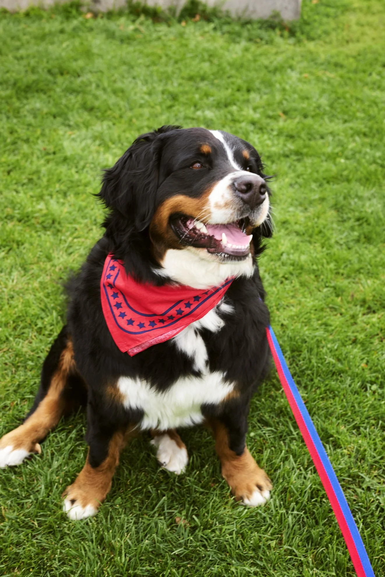 HAY Dogs Leash Flat M/L Red, blue