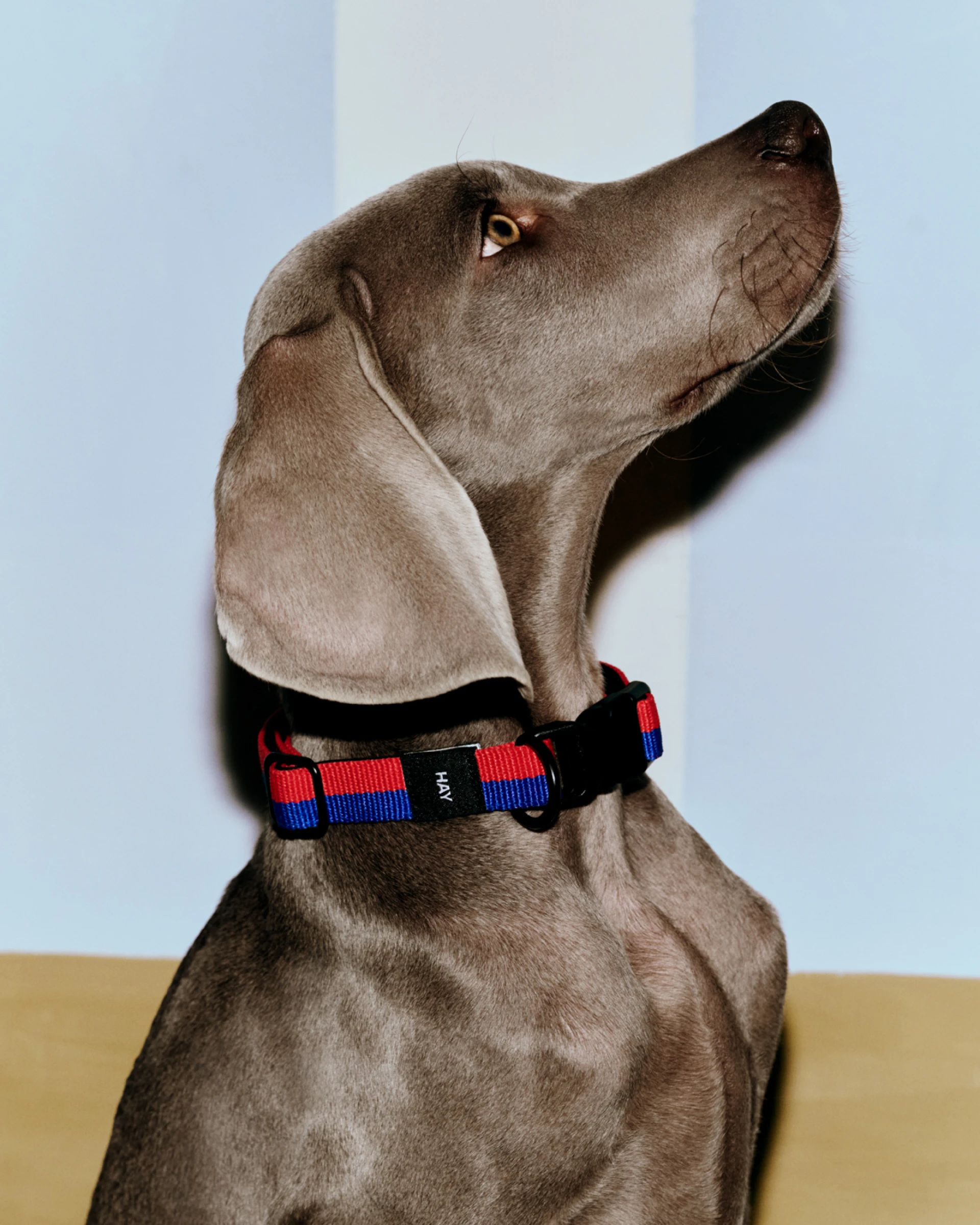 HAY Dogs Collar Flat M/L Red, blue
